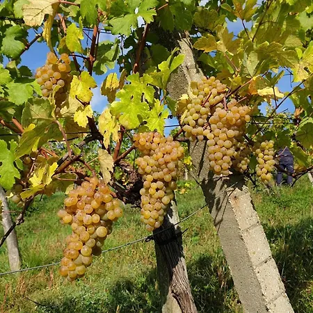 Apartment Bioweingut Hauerhof 99 -apartment 4 *