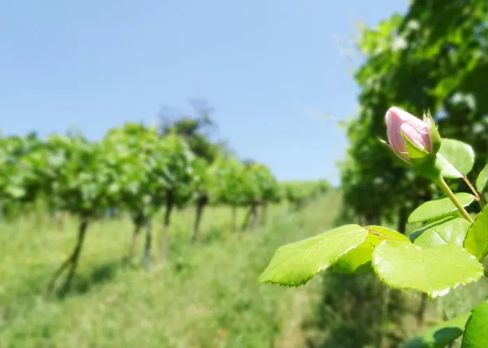 Lägenhet Bioweingut Hauerhof 99 -apartment 4 *